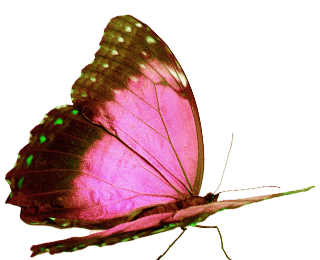 Butterfly Left